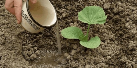 Da li je moguće posaditi tikvice pored bundeve